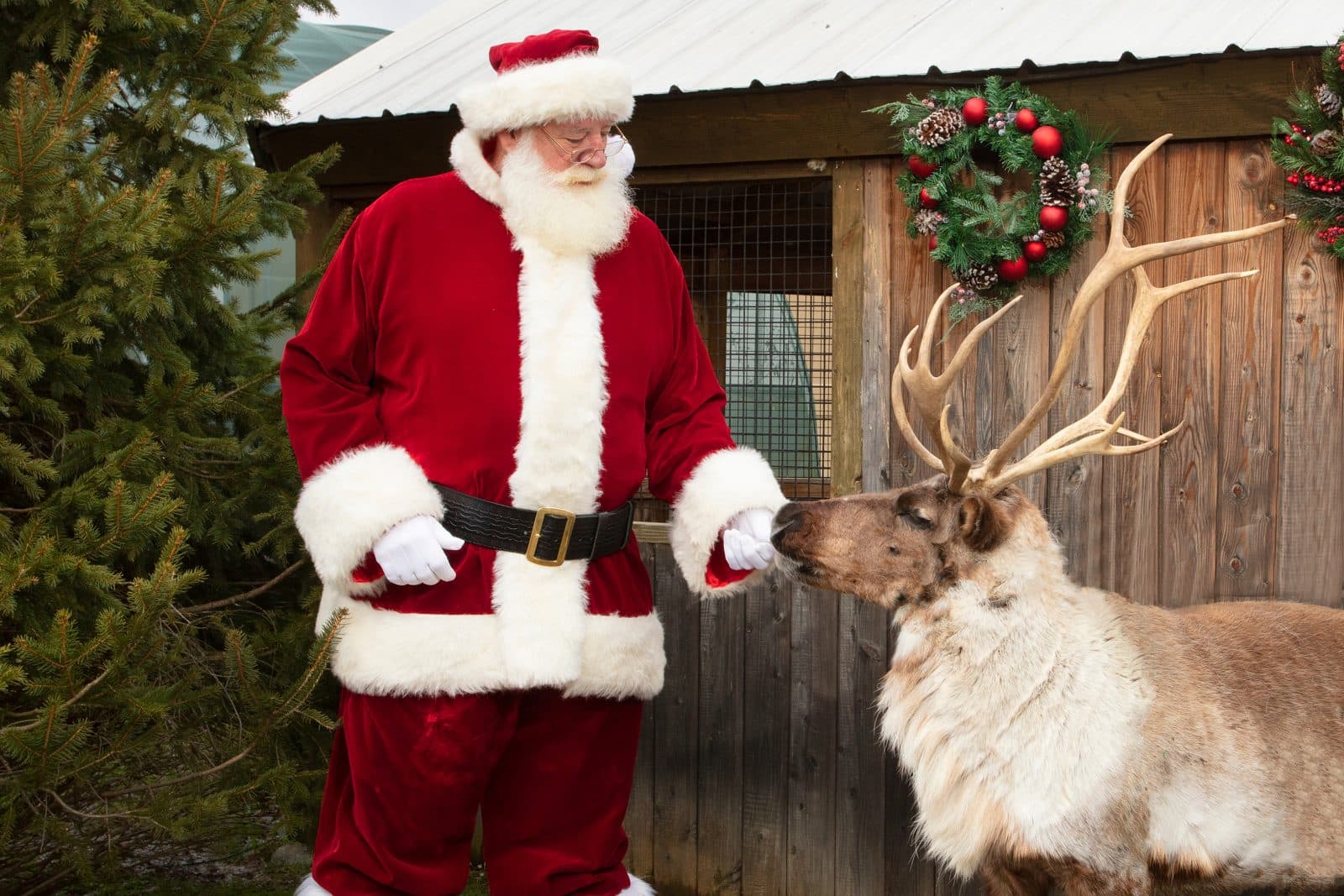 santa with a real reindeer